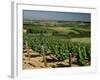 Vineyards Near Irancy, Burgundy, France-Michael Busselle-Framed Photographic Print