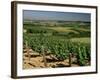 Vineyards Near Irancy, Burgundy, France-Michael Busselle-Framed Photographic Print