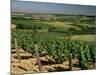 Vineyards Near Irancy, Burgundy, France-Michael Busselle-Mounted Photographic Print