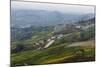 Vineyards Near La Morra, Langhe, Cuneo District, Piedmont, Italy, Europe-Yadid Levy-Mounted Photographic Print
