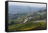 Vineyards Near La Morra, Langhe, Cuneo District, Piedmont, Italy, Europe-Yadid Levy-Framed Stretched Canvas