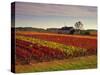 Vineyards Near Loches, Indre Et Loire, Touraine, Loire Valley, France, Europe-David Hughes-Stretched Canvas