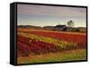 Vineyards Near Loches, Indre Et Loire, Touraine, Loire Valley, France, Europe-David Hughes-Framed Stretched Canvas