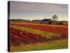 Vineyards Near Loches, Indre Et Loire, Touraine, Loire Valley, France, Europe-David Hughes-Stretched Canvas