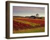 Vineyards Near Loches, Indre Et Loire, Touraine, Loire Valley, France, Europe-David Hughes-Framed Photographic Print