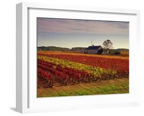 Vineyards Near Loches, Indre Et Loire, Touraine, Loire Valley, France, Europe-David Hughes-Framed Photographic Print