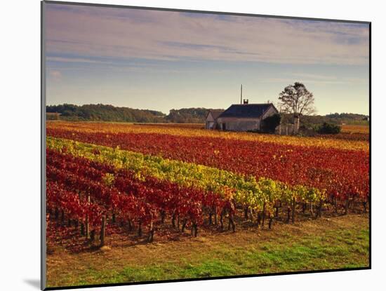 Vineyards Near Loches, Indre Et Loire, Touraine, Loire Valley, France, Europe-David Hughes-Mounted Photographic Print