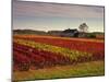 Vineyards Near Loches, Indre Et Loire, Touraine, Loire Valley, France, Europe-David Hughes-Mounted Photographic Print