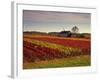 Vineyards Near Loches, Indre Et Loire, Touraine, Loire Valley, France, Europe-David Hughes-Framed Photographic Print