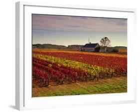 Vineyards Near Loches, Indre Et Loire, Touraine, Loire Valley, France, Europe-David Hughes-Framed Photographic Print