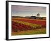 Vineyards Near Loches, Indre Et Loire, Touraine, Loire Valley, France, Europe-David Hughes-Framed Photographic Print