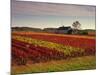 Vineyards Near Loches, Indre Et Loire, Touraine, Loire Valley, France, Europe-David Hughes-Mounted Photographic Print