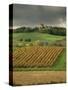 Vineyards Near Lons Le Saunier, Jura, Rhone Alpes, France-Michael Busselle-Stretched Canvas