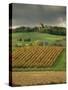 Vineyards Near Lons Le Saunier, Jura, Rhone Alpes, France-Michael Busselle-Stretched Canvas