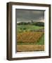 Vineyards Near Lons Le Saunier, Jura, Rhone Alpes, France-Michael Busselle-Framed Photographic Print