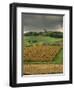 Vineyards Near Lons Le Saunier, Jura, Rhone Alpes, France-Michael Busselle-Framed Photographic Print