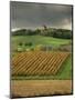 Vineyards Near Lons Le Saunier, Jura, Rhone Alpes, France-Michael Busselle-Mounted Photographic Print