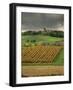 Vineyards Near Lons Le Saunier, Jura, Rhone Alpes, France-Michael Busselle-Framed Photographic Print