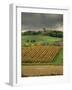 Vineyards Near Lons Le Saunier, Jura, Rhone Alpes, France-Michael Busselle-Framed Photographic Print