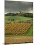 Vineyards Near Lons Le Saunier, Jura, Rhone Alpes, France-Michael Busselle-Mounted Photographic Print
