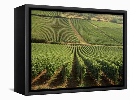 Vineyards Near Lugny, Burgundy (Bourgogne), France-Michael Busselle-Framed Stretched Canvas