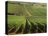 Vineyards Near Lugny, Burgundy (Bourgogne), France-Michael Busselle-Stretched Canvas