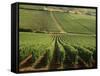 Vineyards Near Lugny, Burgundy (Bourgogne), France-Michael Busselle-Framed Stretched Canvas