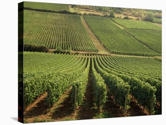 Vineyards Near Lugny, Burgundy (Bourgogne), France-Michael Busselle-Stretched Canvas