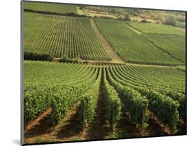 Vineyards Near Lugny, Burgundy (Bourgogne), France-Michael Busselle-Mounted Photographic Print