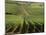 Vineyards Near Lugny, Burgundy (Bourgogne), France-Michael Busselle-Mounted Photographic Print