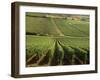 Vineyards Near Lugny, Burgundy (Bourgogne), France-Michael Busselle-Framed Photographic Print