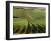 Vineyards Near Lugny, Burgundy (Bourgogne), France-Michael Busselle-Framed Photographic Print