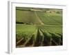 Vineyards Near Lugny, Burgundy (Bourgogne), France-Michael Busselle-Framed Photographic Print