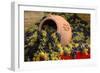 Vineyards near Monte Falco-Terry Eggers-Framed Photographic Print