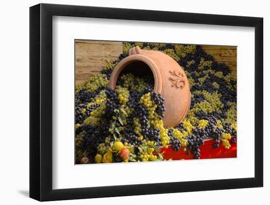 Vineyards near Monte Falco-Terry Eggers-Framed Photographic Print