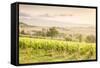Vineyards near Montefalco, known for its red wine of Sagrantino, Val di Spoleto, Umbria, Italy-Julian Elliott-Framed Stretched Canvas