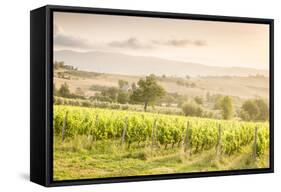 Vineyards near Montefalco, known for its red wine of Sagrantino, Val di Spoleto, Umbria, Italy-Julian Elliott-Framed Stretched Canvas