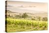 Vineyards near Montefalco, known for its red wine of Sagrantino, Val di Spoleto, Umbria, Italy-Julian Elliott-Stretched Canvas