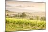 Vineyards near Montefalco, known for its red wine of Sagrantino, Val di Spoleto, Umbria, Italy-Julian Elliott-Mounted Photographic Print