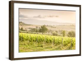 Vineyards near Montefalco, known for its red wine of Sagrantino, Val di Spoleto, Umbria, Italy-Julian Elliott-Framed Photographic Print