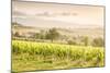 Vineyards near Montefalco, known for its red wine of Sagrantino, Val di Spoleto, Umbria, Italy-Julian Elliott-Mounted Photographic Print