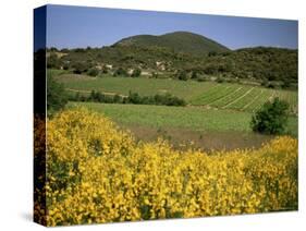Vineyards Near Moureze, Herault, Languedoc-Roussillon, France-Michael Busselle-Stretched Canvas