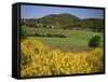 Vineyards Near Moureze, Herault, Languedoc-Roussillon, France-Michael Busselle-Framed Stretched Canvas