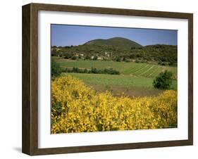 Vineyards Near Moureze, Herault, Languedoc-Roussillon, France-Michael Busselle-Framed Photographic Print