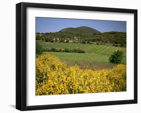 Vineyards Near Moureze, Herault, Languedoc-Roussillon, France-Michael Busselle-Framed Photographic Print