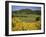 Vineyards Near Moureze, Herault, Languedoc-Roussillon, France-Michael Busselle-Framed Photographic Print