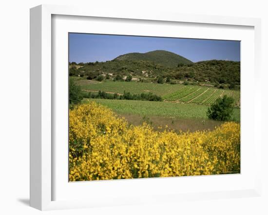 Vineyards Near Moureze, Herault, Languedoc-Roussillon, France-Michael Busselle-Framed Photographic Print