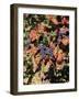 Vineyards Near Nuits St. Georges, Burgundy, France-Adam Woolfitt-Framed Photographic Print