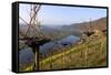 Vineyards near Piesport, Moselle Valley, Rhineland-Palatinate, Germany, Europe-Hans-Peter Merten-Framed Stretched Canvas