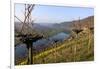 Vineyards near Piesport, Moselle Valley, Rhineland-Palatinate, Germany, Europe-Hans-Peter Merten-Framed Photographic Print